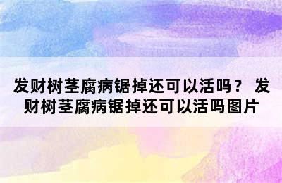 发财树茎腐病锯掉还可以活吗？ 发财树茎腐病锯掉还可以活吗图片